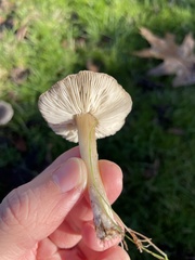 Fungi