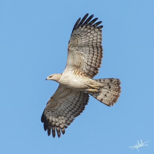 Oriental Honey-buzzard