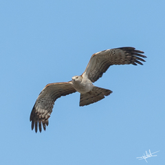 Pernis ptilorhynchus