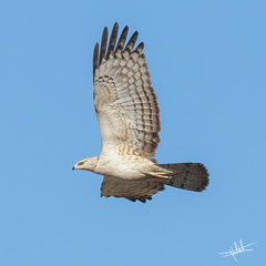 Pernis ptilorhynchus