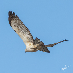 Pernis ptilorhynchus