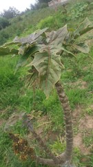 Vasconcellea × pentagona