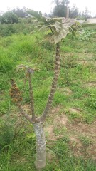 Vasconcellea × pentagona