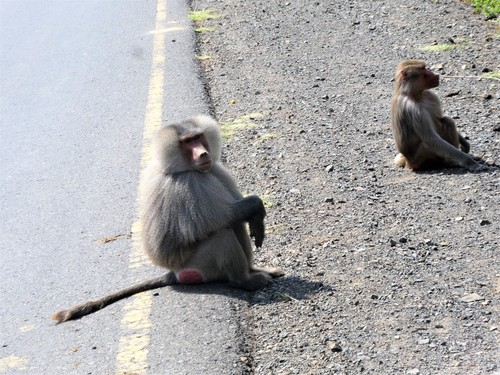 Hamadryas Baboon