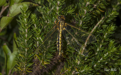 Encyoposis hemistigma