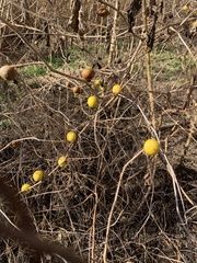 Solanum viarum