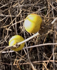 Solanum viarum