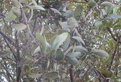 Struthanthus interruptus