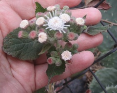 Ageratina petiolaris