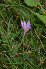 Colchicum autumnale