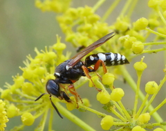 Philanthus coronatus