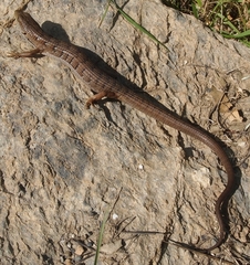 Elgaria multicarinata multicarinata