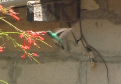 Chlorostilbon gibsoni