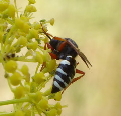 Philanthus coronatus