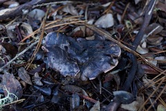 Hydnellum fuscoindicum