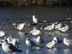 Chroicocephalus ridibundus