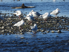 Chroicocephalus ridibundus