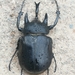 Actaeon Beetle - Photo (c) vladimir sandoval, some rights reserved (CC BY-NC), uploaded by vladimir sandoval