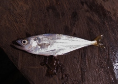Oligoplites palometa