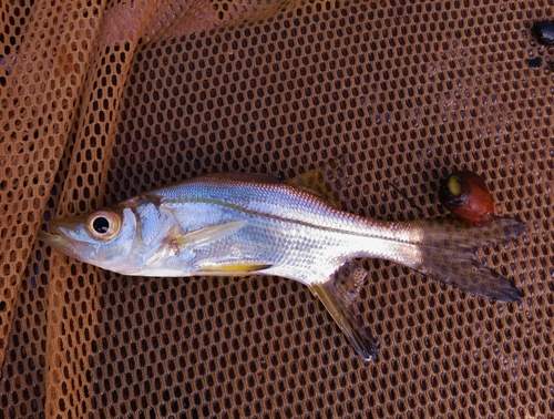Blackfin snook (Centropomus pectinatus) — Centropomidae — 5