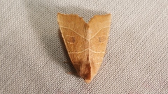 Atethmia algirica