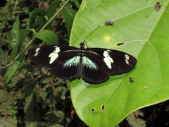 Heliconius doris dives