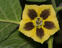 Physalis coztomatl