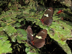 Heliconius doris dives