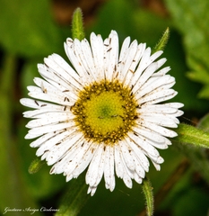Erigeron galeottii