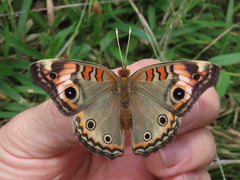 Junonia genoveva