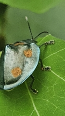 Stolas chalybaea