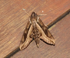 Hippotion velox