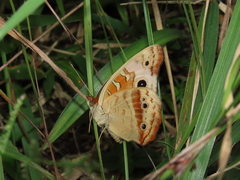 Junonia genoveva
