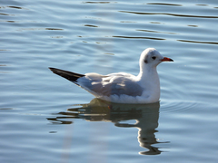 Chroicocephalus ridibundus