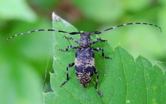 Leiopus linnei