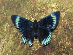 Necyria duellona diva