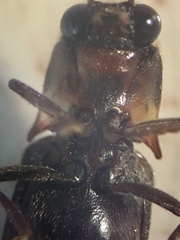 Phanophorus perspicax