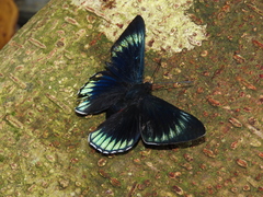 Necyria duellona diva