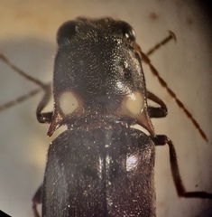 Phanophorus perspicax