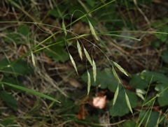 Bromus laevipes