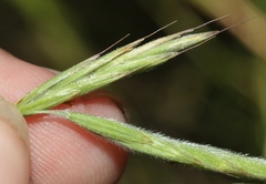 Bromus laevipes