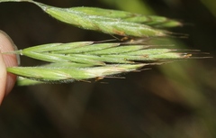 Bromus laevipes