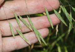 Bromus laevipes