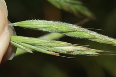Bromus laevipes