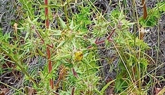 Berkheya onobromoides carlinoides