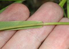 Bromus laevipes