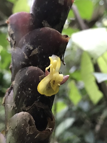 Pampano (Calathea lutea)