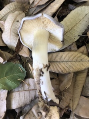 Tricholoma griseoviolaceum