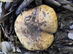 Cortinarius ponderosus