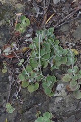 Crassula cordata